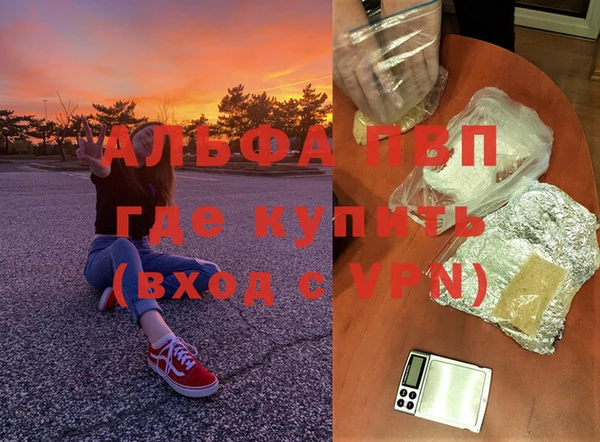 прущие грибы Вязьма
